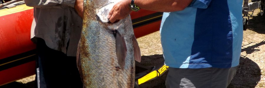 Mario Seegers en Eddie Bester van De Kelders hou die tamaai  kabeljou van 22.18 kg vas wat Mario by Franskraal op 30 Desember uitgetrek het. Eddie het die gaffelwerk gedoen. Foto: Monica Hayes
